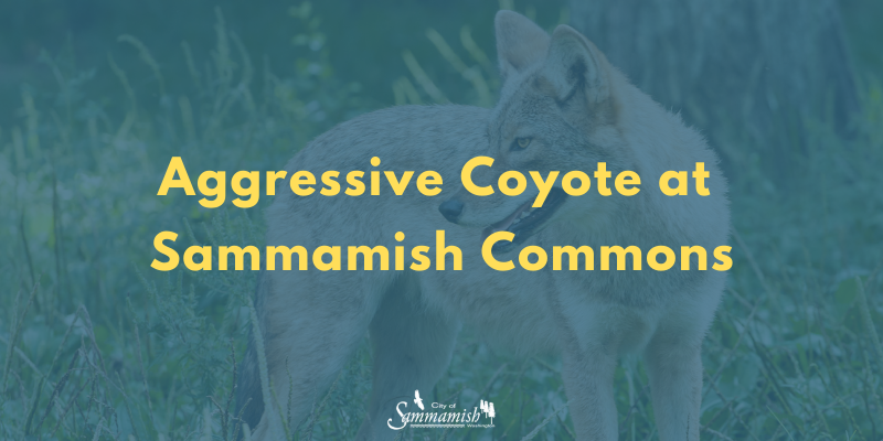 Notice: Aggressive coyote at Sammamish Commons. Photo of coyote in grass in background.