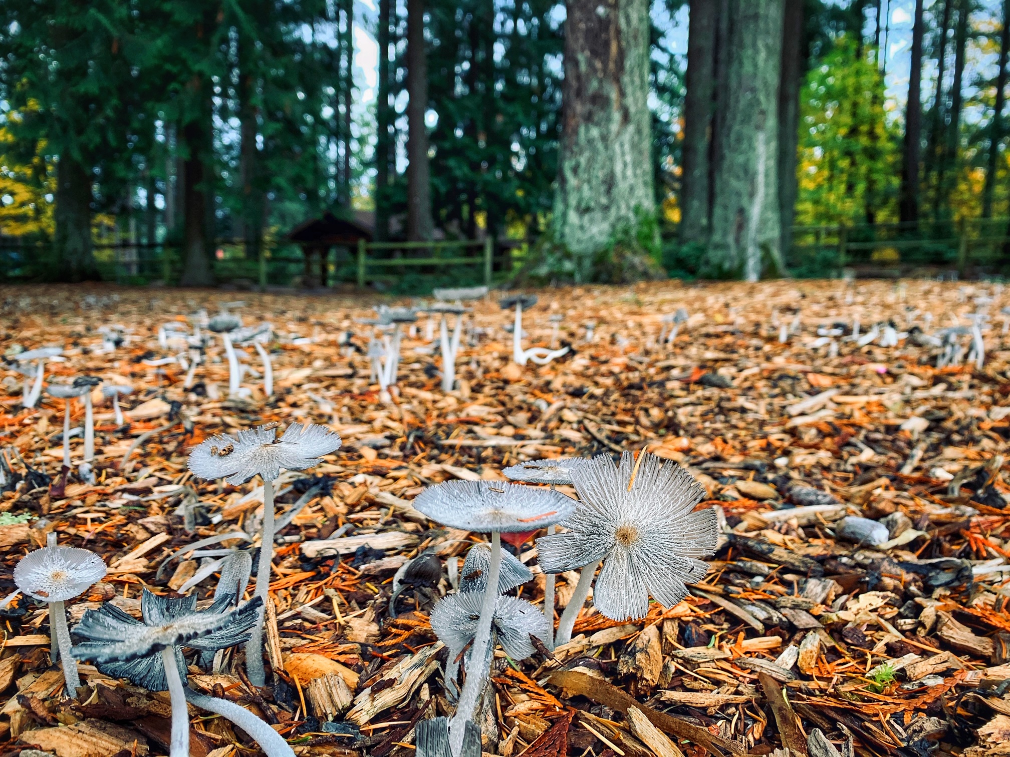 Mushrooms at Pine Lake and ski banner