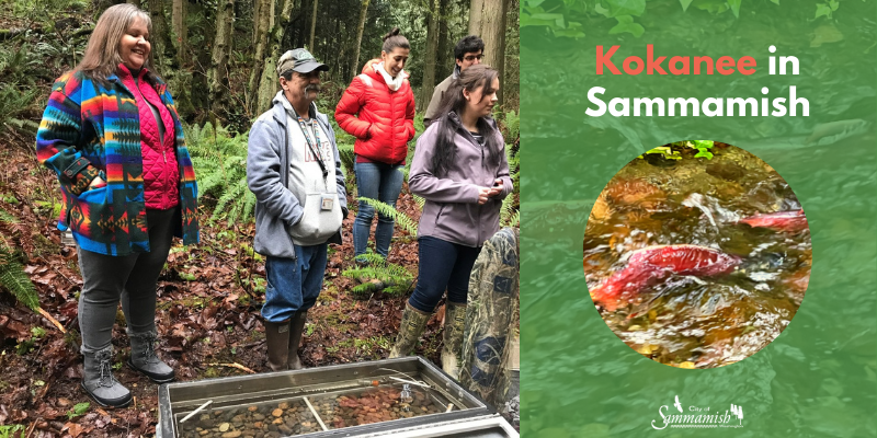 Kokanee in Sammamish. Photo of the Kokanee salmon and onlookers.